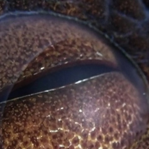Close-up of an octopus eye